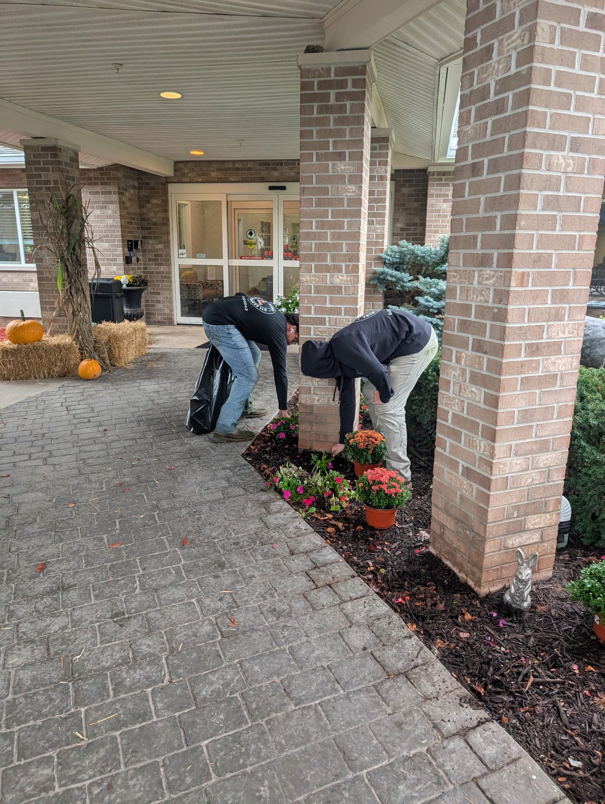 Two crew members planting mums in the bed by the entrance