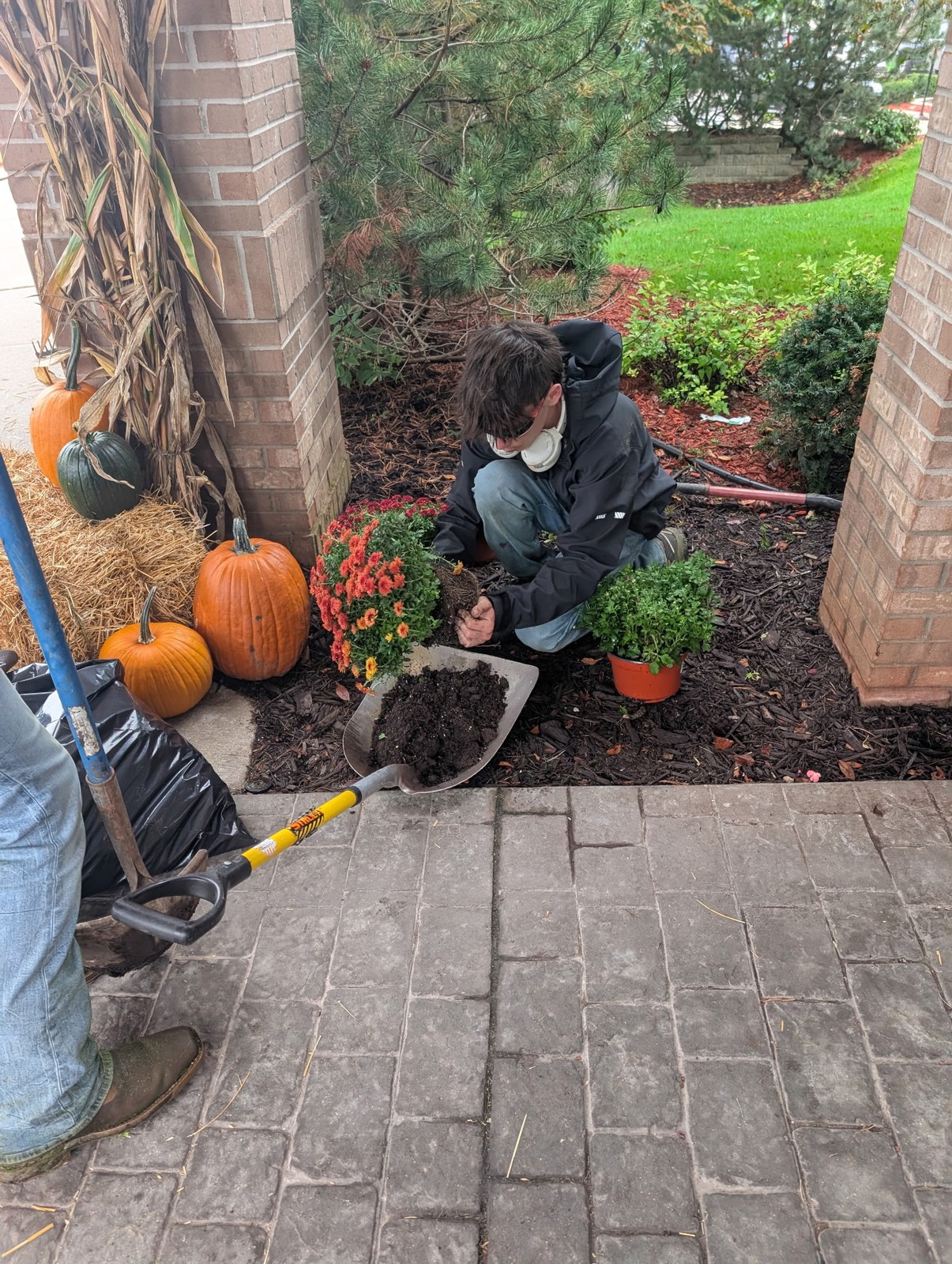 Crew member planting mums beside a pumpkin and corn stalk display
